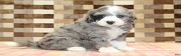 Mini Bernedoodle dogs for sale: Cassie - Ad 1