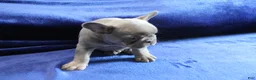 French Bulldog dogs for sale: Blue_M_2026 - Ad 3