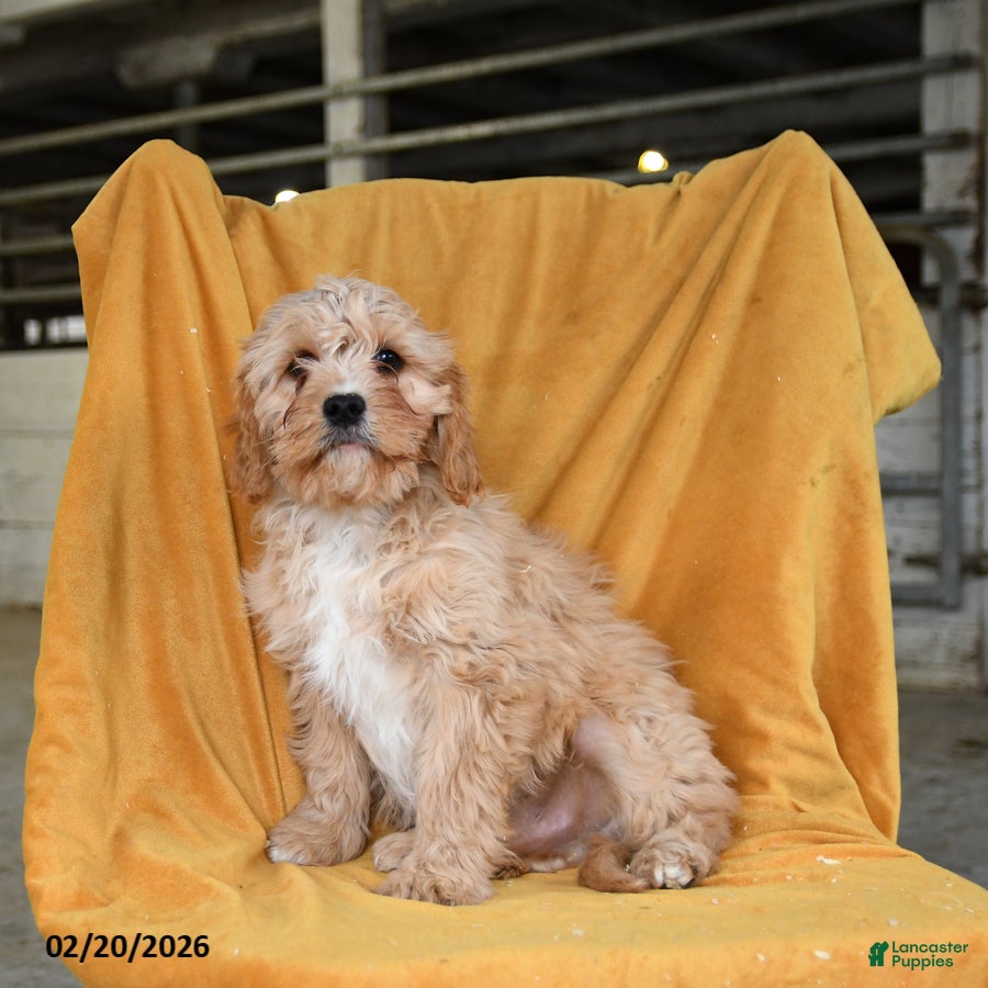 Cavapoo dogs Grover - Ad 2