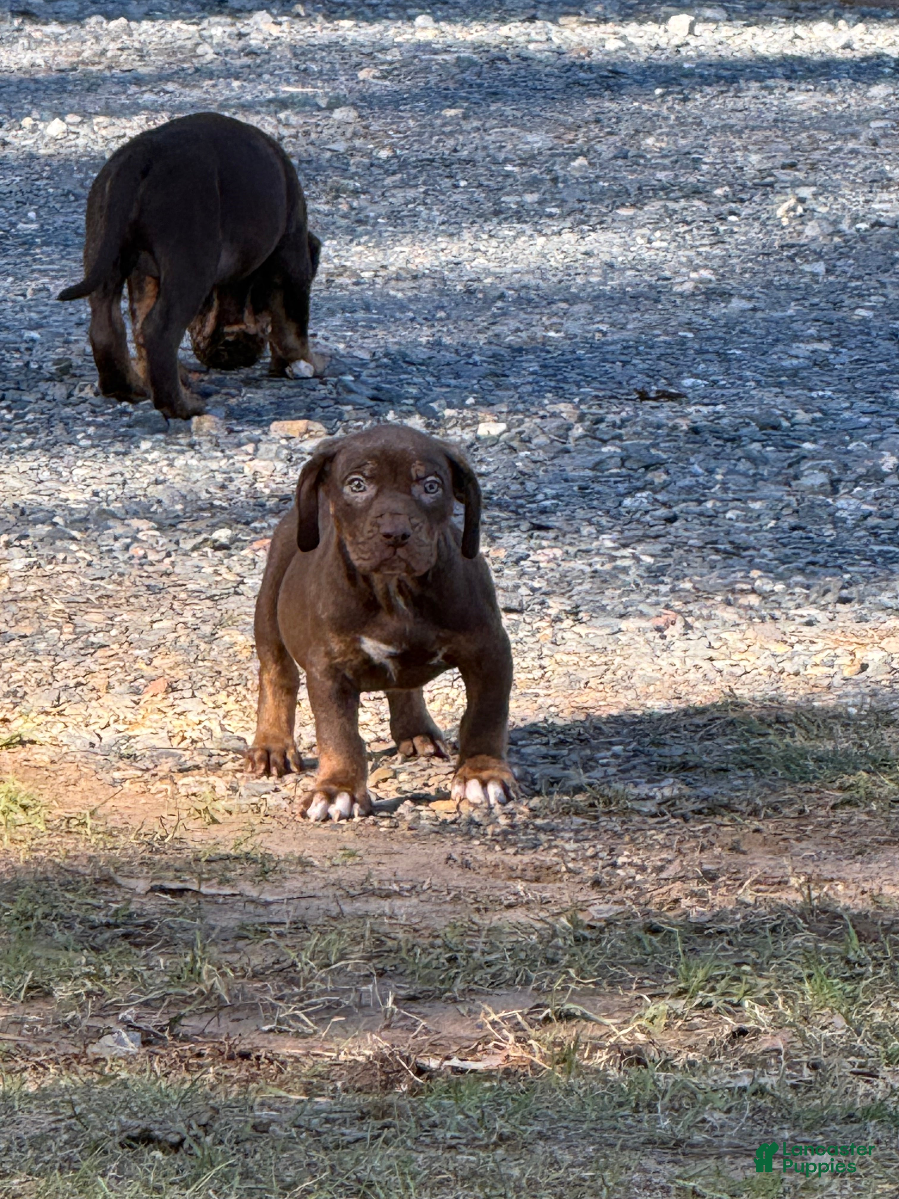 Catahoula Leopard Dog dogs Catahoula Leopard Dog Puppy 2 - Ad 1