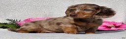 Miniature Dachshund dogs for sale: Chase - Ad 3