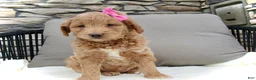 Mini Goldendoodle dogs for sale: Chloe - Ad 11
