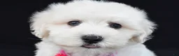 Maltipoo dogs for sale: Tessa - Ad 9