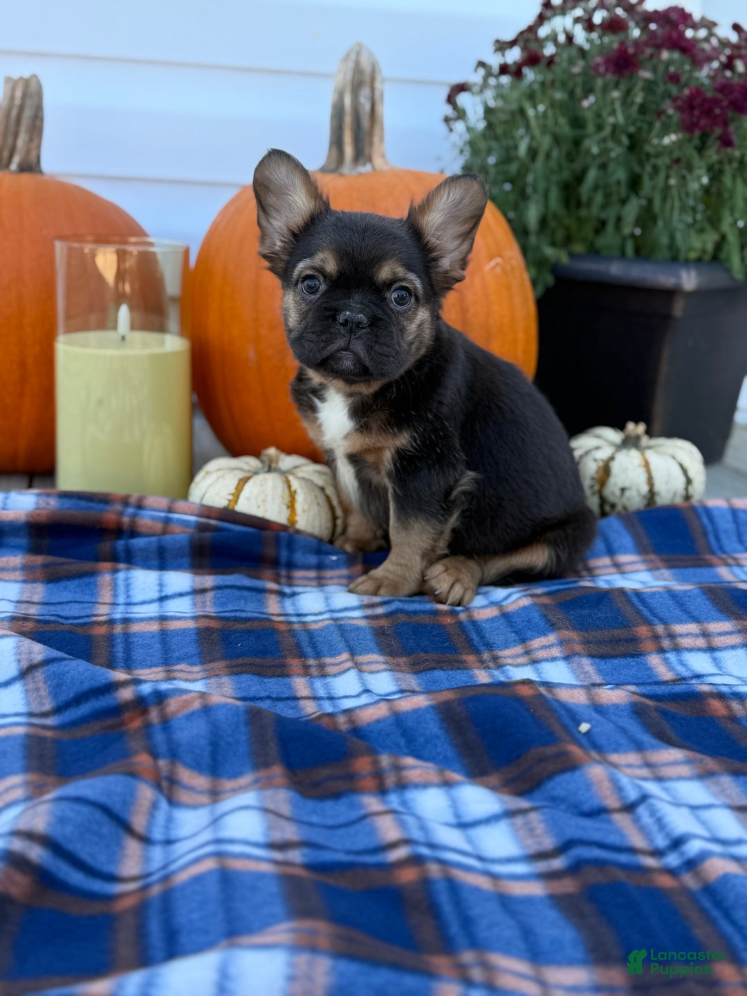 French Bulldog dogs for sale: achilles - Ad 6