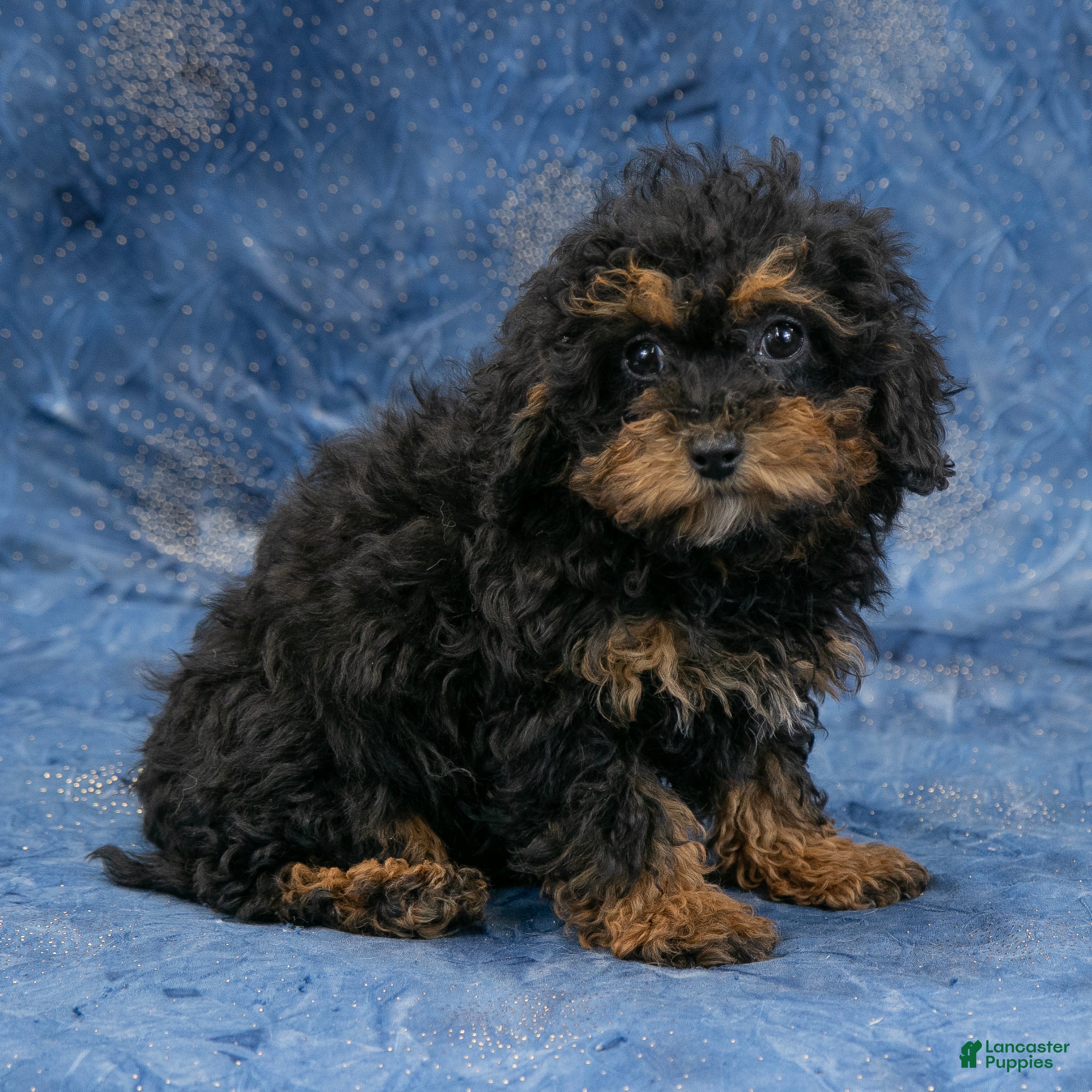 Miniature Poodle dogs Jack - Ad 21