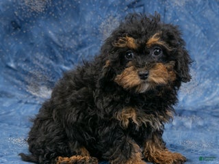 Miniature Poodle dogs Jack - Ad 33