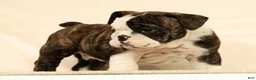 English Bulldog dogs for sale: Zayne - Ad 3