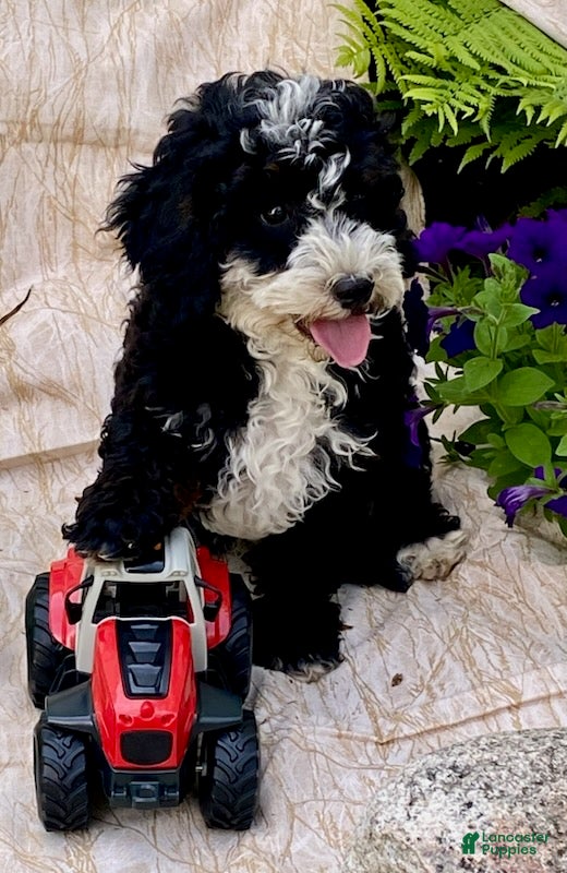 Cavapoo dogs Howard - Ad 1