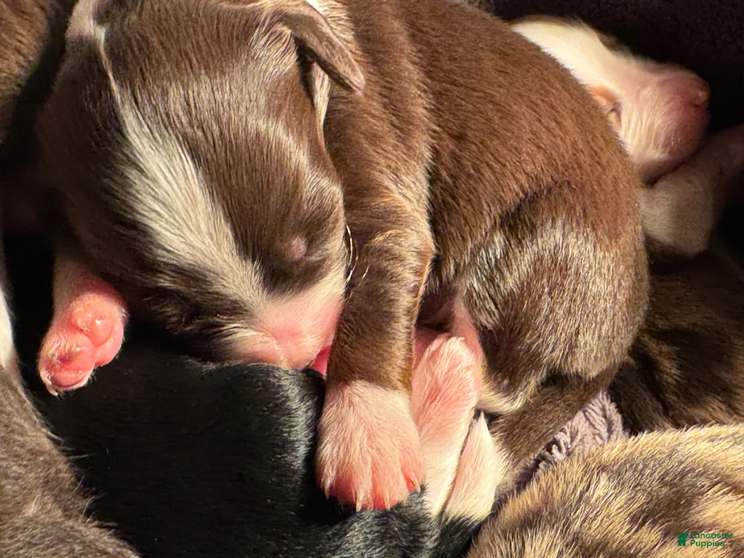 Mixed Breed dogs for sale: Australian Mountain Doodle Charlotte - Ad 14