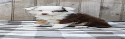 Australian Shepherd dogs for sale: Ruby - Ad 2