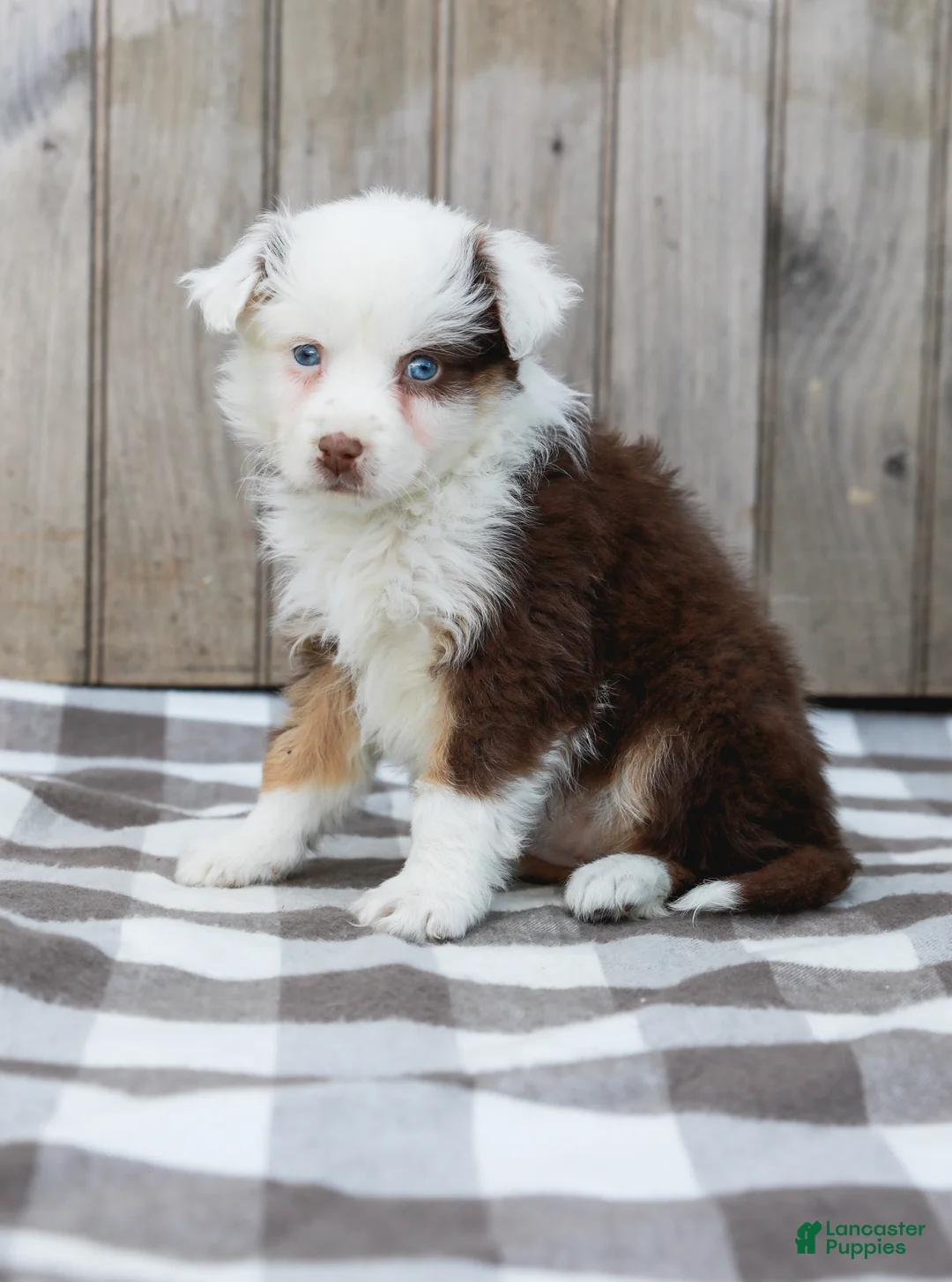 Australian Shepherd dogs for sale: Ruby - Ad 2