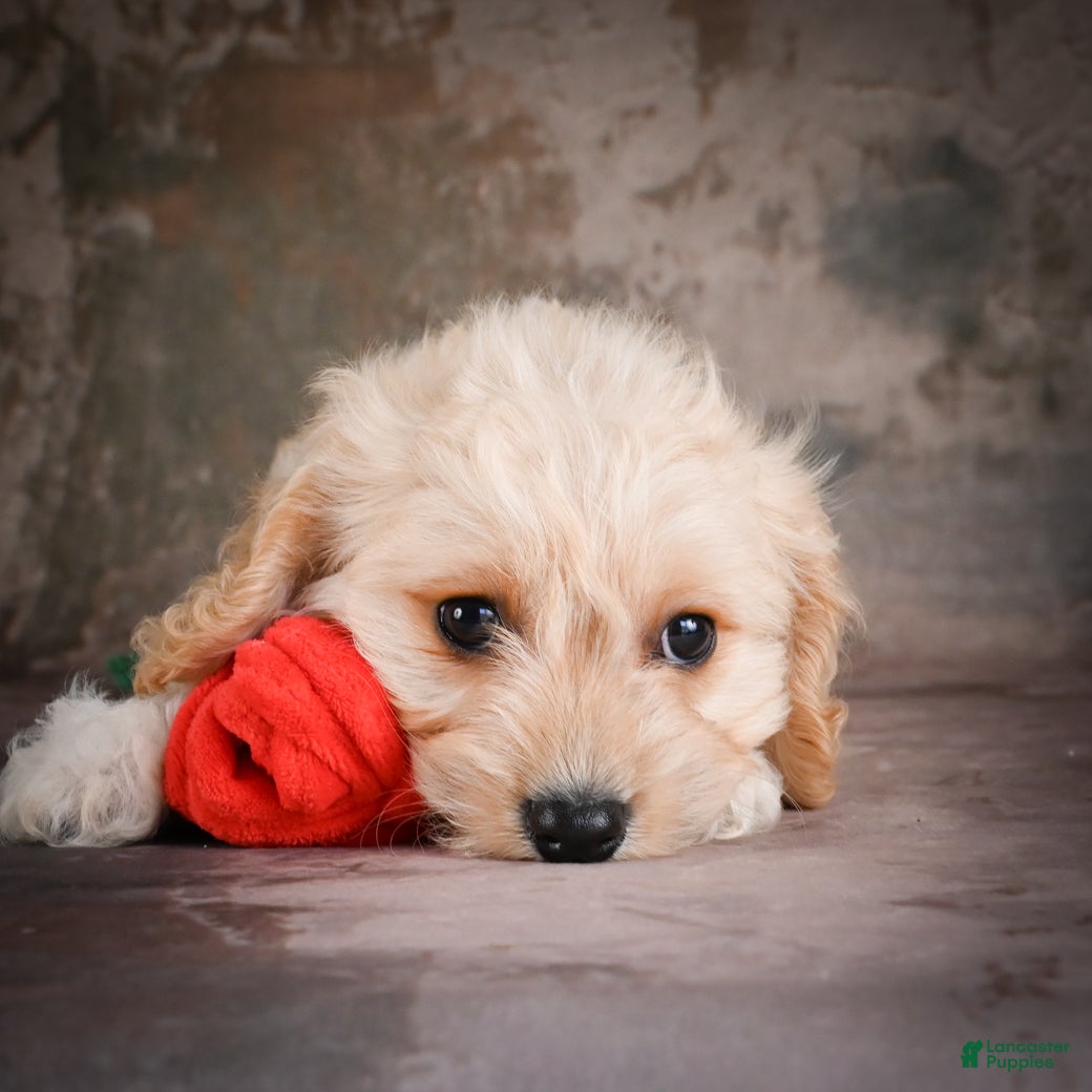 Cavachon dogs for sale: Jerrry - Ad 4