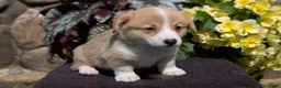 Welsh Corgi Pembroke dogs for sale: Nash - Ad 4