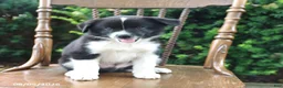 Mixed Breed dogs for sale: Dash - Ad 5