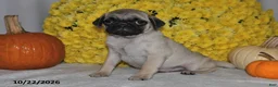 Pug dogs for sale: Scott - Ad 3