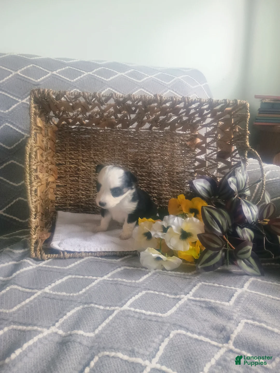 Mixed Breed dogs for sale: Mixed Breed Puppy 3 - Ad 5