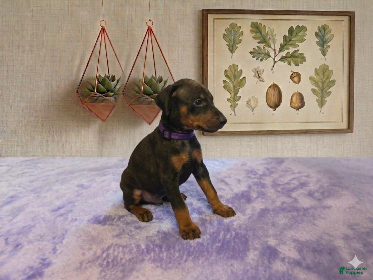 Doberman Pinscher dogs Ember - Ad 29