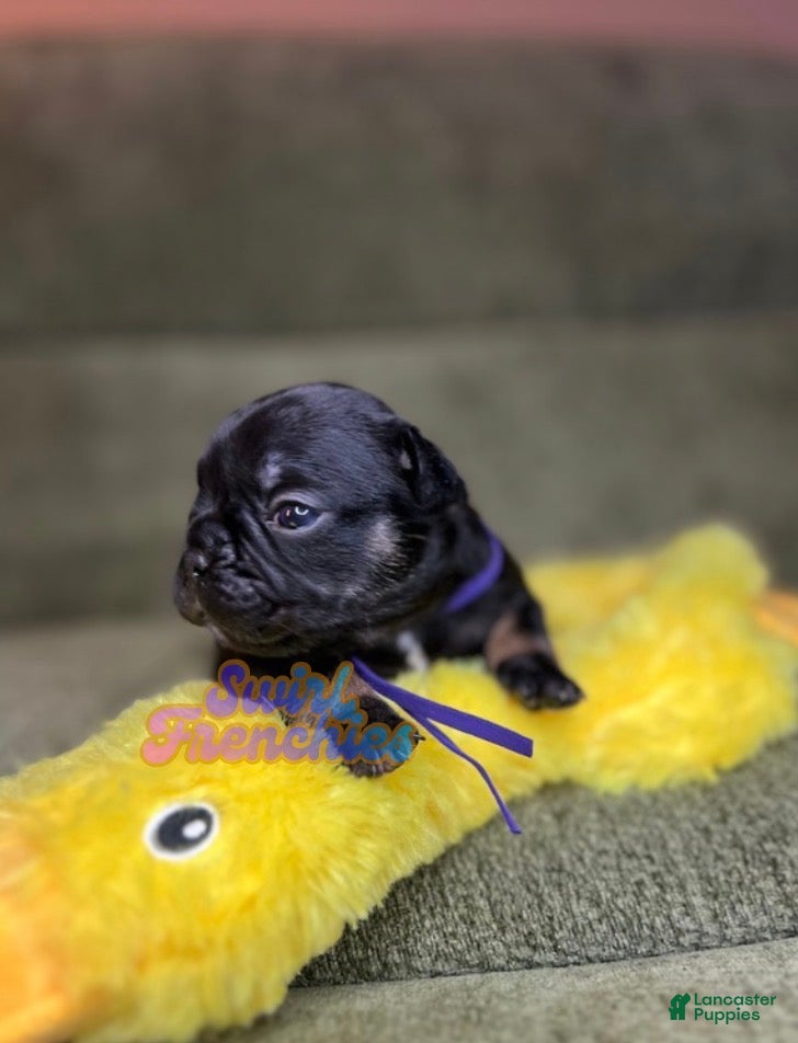 French Bulldog dogs for sale: Pepper - Ad 2