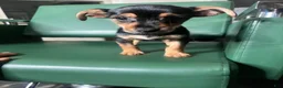 Yorkiepoo dogs for sale: Teacup yorkie/yorkiepin Puppy 1 - Ad 2