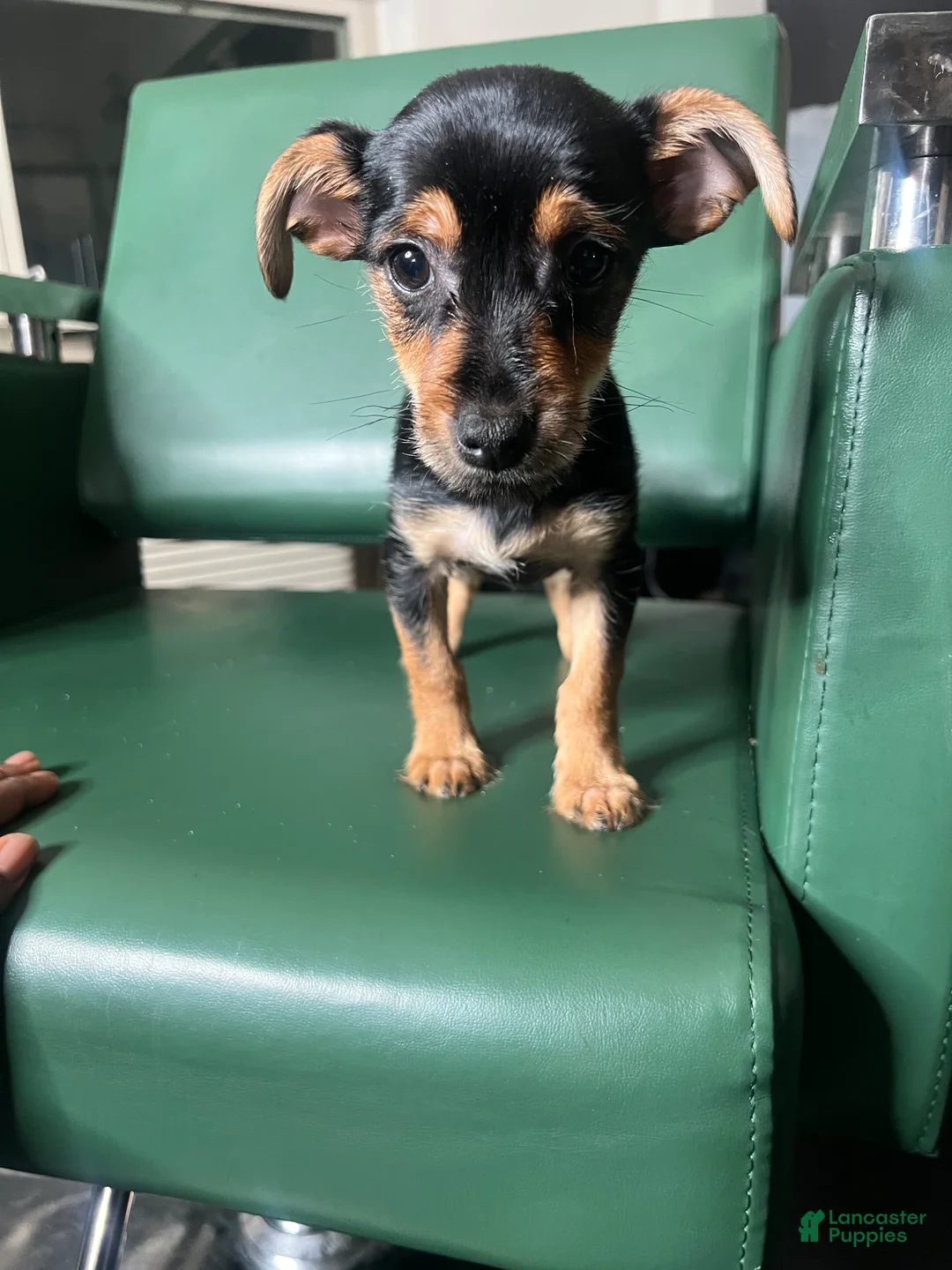 Yorkiepoo dogs for sale: Teacup yorkie/yorkiepin Puppy 1 - Ad 2