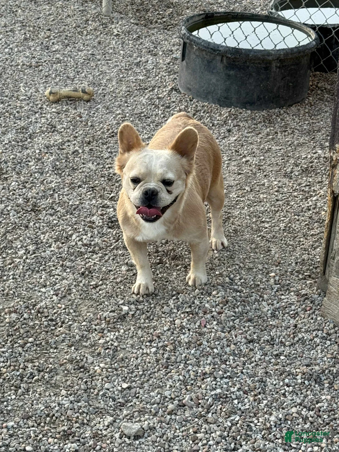 French Bulldog dogs for sale: French Bulldog Puppy 3 - Ad 6