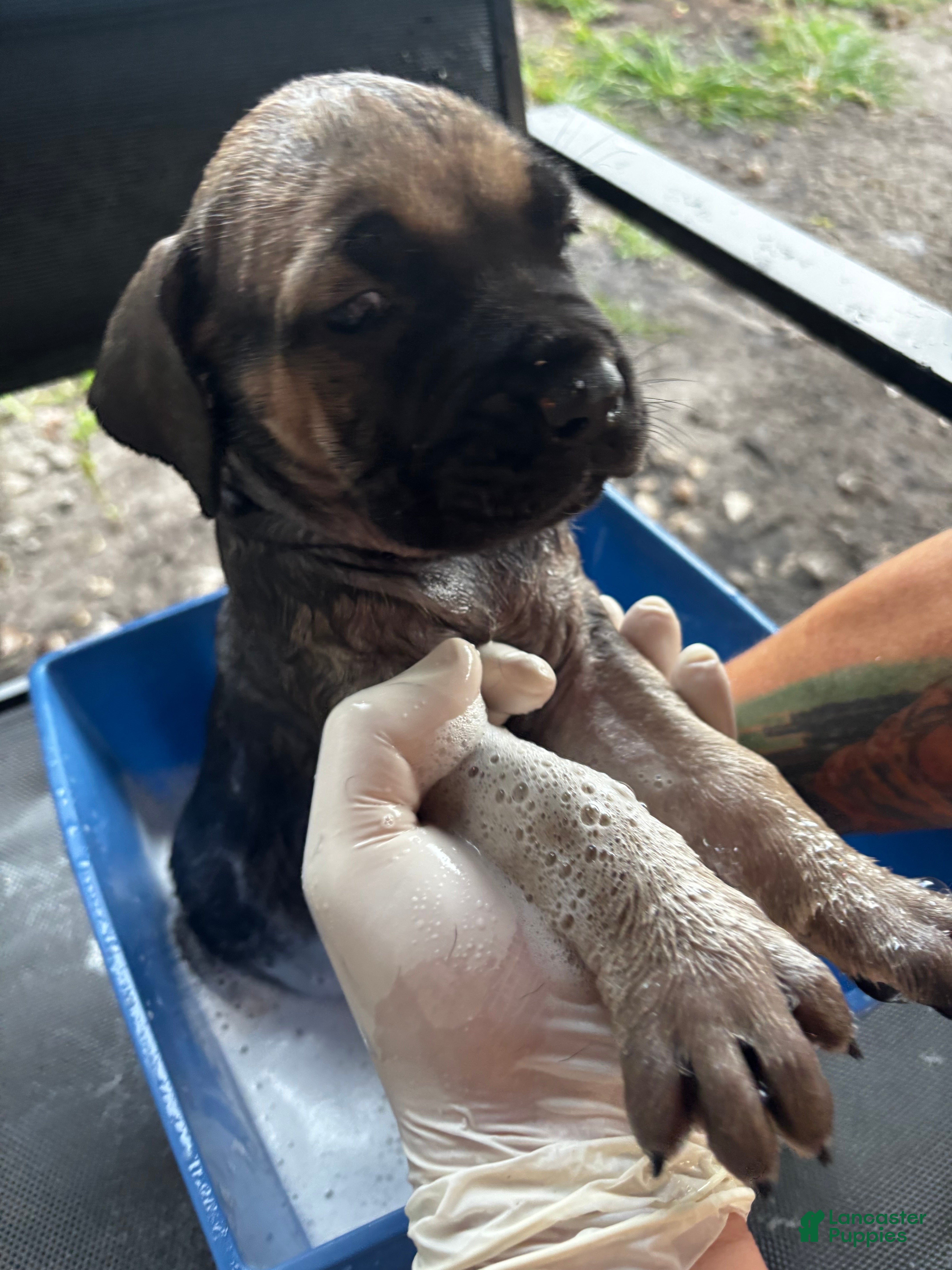 Cane Corso dogs Cane Corso Puppy 3 - Ad 7