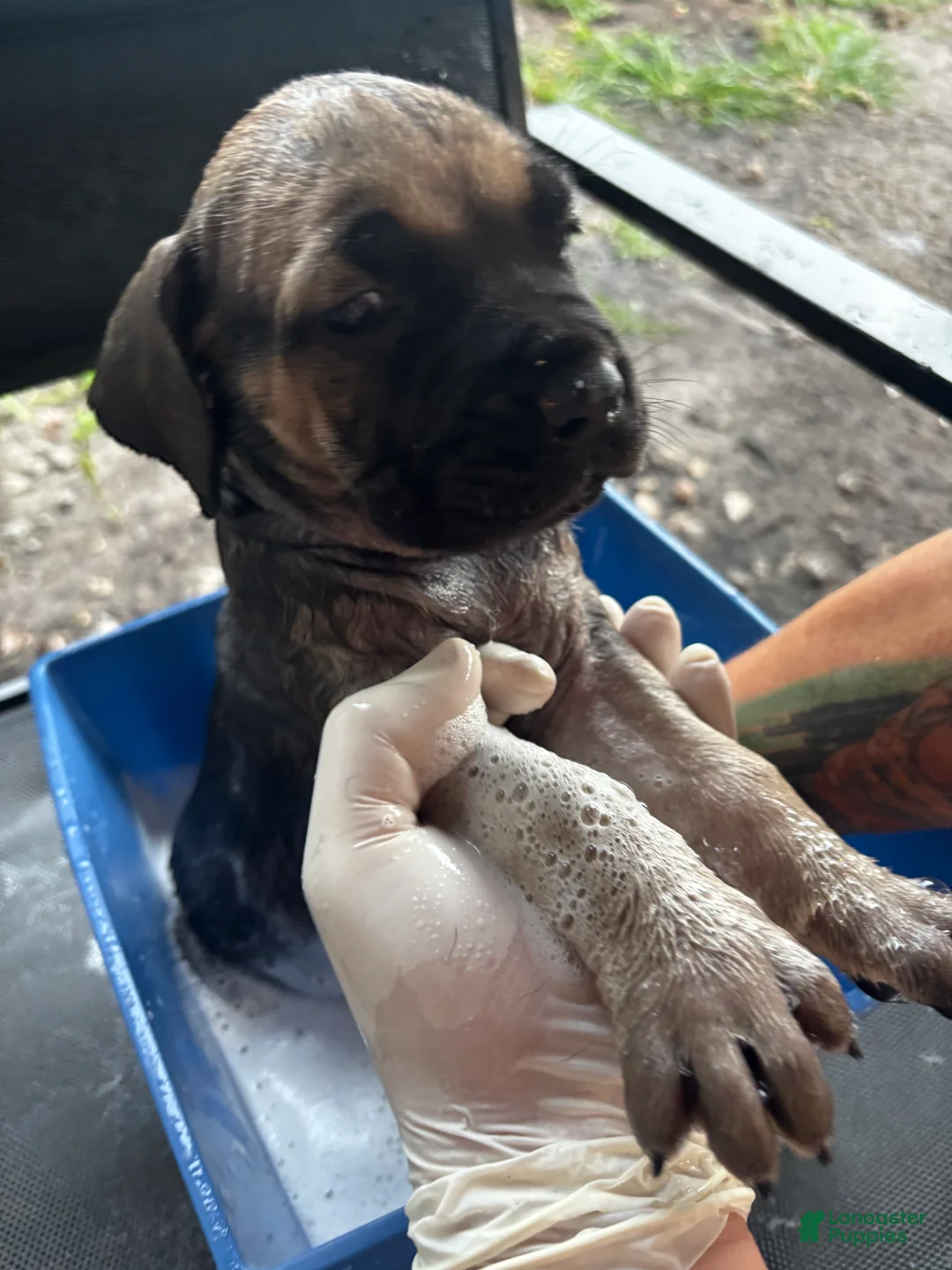 Cane Corso dogs for sale: Cane Corso Puppy 3 - Ad 1