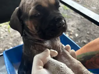 Cane Corso dogs Cane Corso Puppy 3 - Ad 7