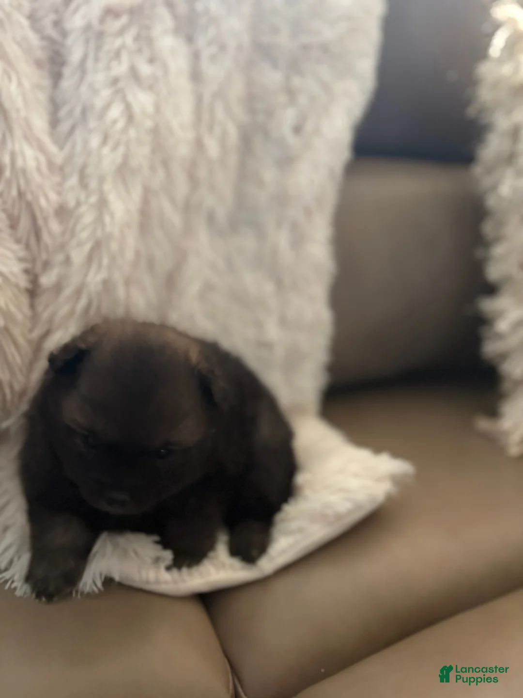 Pomeranian dogs for sale: Stark - Ad 2