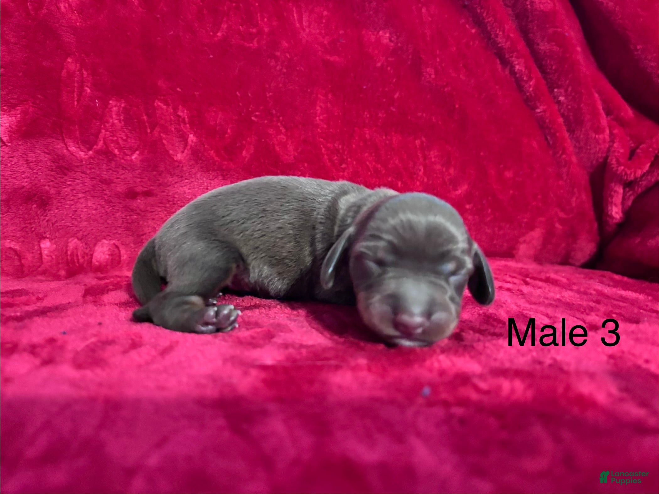 Miniature Dachshund dogs Miniature Dachshund 3 - Ad 2
