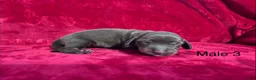 Miniature Dachshund dogs for sale: Miniature Dachshund 3 - Ad 2