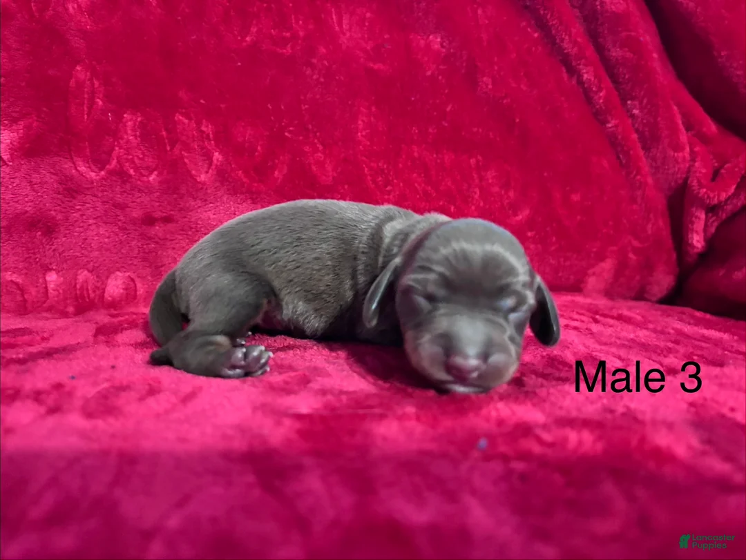 Miniature Dachshund dogs for sale: Miniature Dachshund 3 - Ad 2