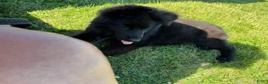 German Shepherd 2
