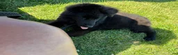 German Shepherd dogs for sale: German Shepherd 2 - Ad 1