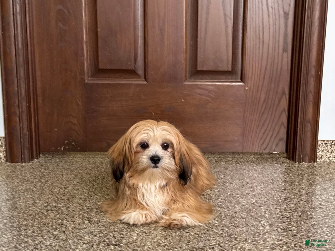 Lhasa Apso dogs for sale: Cora - Ad 7