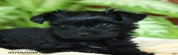 Yorkshire Terrier dogs for sale: Luna - Ad 5