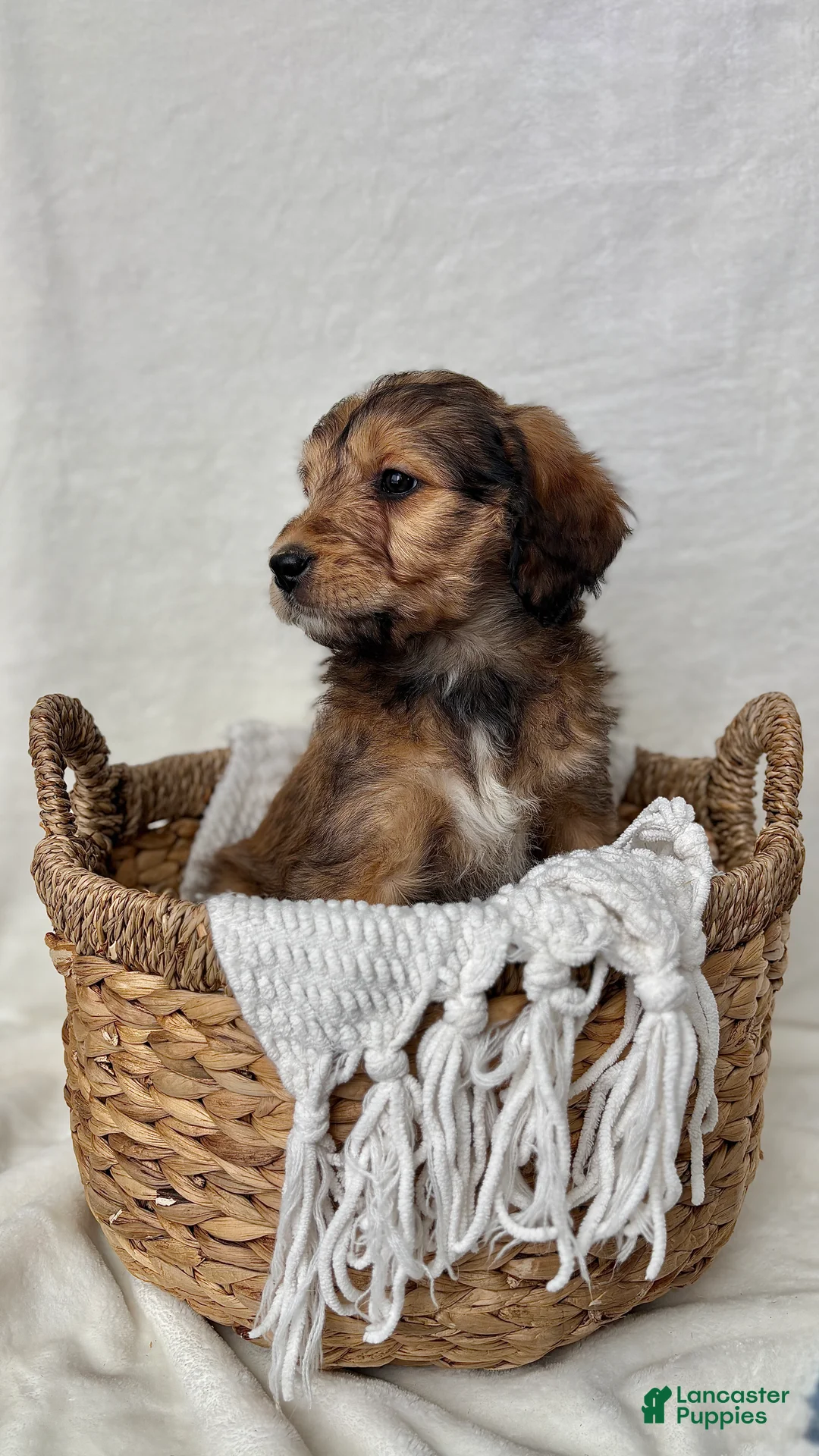 Bernedoodle dogs for sale: Sophie - Ad 9