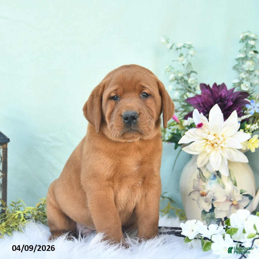 Labrador Retriever dogs Dallas  - Ad 1