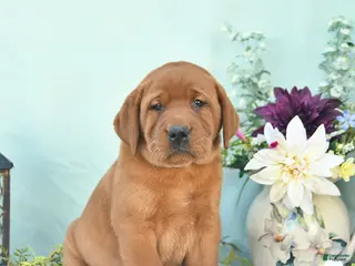 Labrador Retriever dogs for sale: Dallas - Ad 2