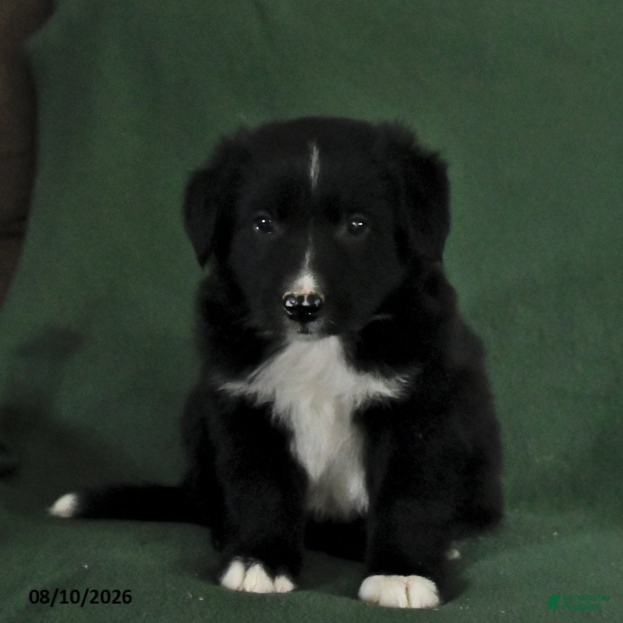 Mixed Breed dogs Bubbles - Ad 1
