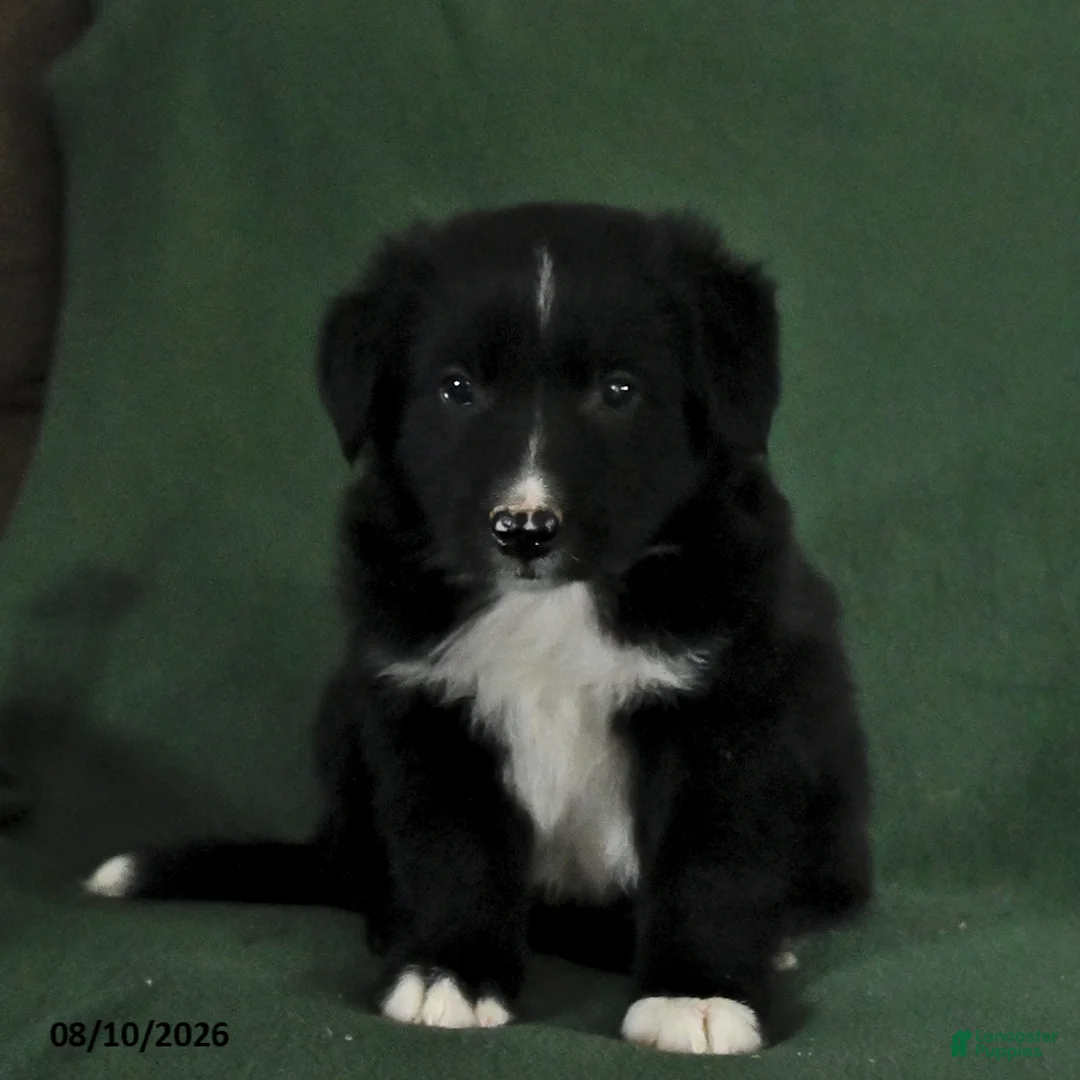 Mixed Breed dogs for sale: Bubbles - Ad 1