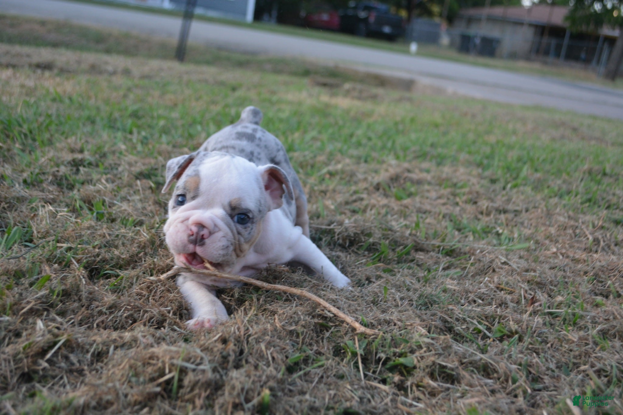 English Bulldog dogs Butterfly  - Ad 2