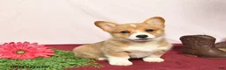 Welsh Corgi Pembroke dogs for sale: Taffy  - Ad 3