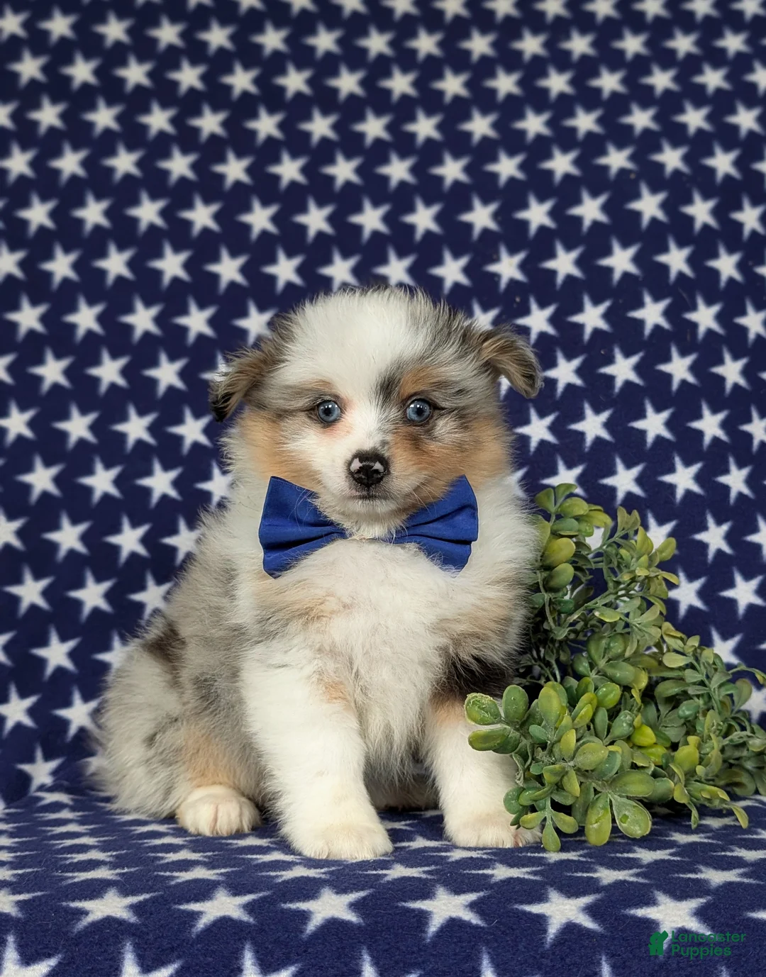 Pomeranian dogs for sale: Miguel - Ad 1