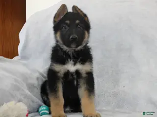 German Shepherd dogs for sale: Champ - Ad 1