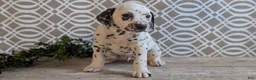 Dalmatian dogs for sale: Niles - Ad 10