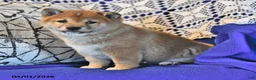 Shiba Inu dogs for sale: Riley Jake - Ad 9