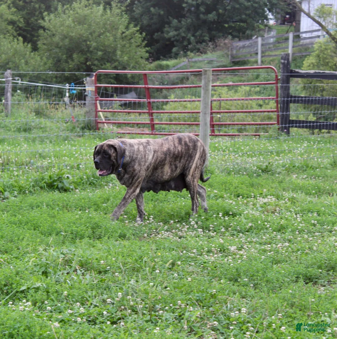 English Mastiff dogs for sale: Tammy - Ad 8