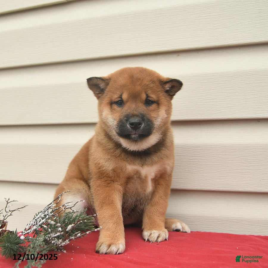 Shiba Inu dogs Roxy  - Ad 38