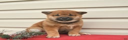 Shiba Inu dogs for sale: Roxy  - Ad 2